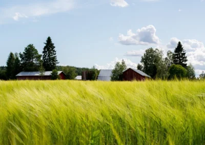 Det skal du være opmærksom på inden du køber en landbrugsejendom